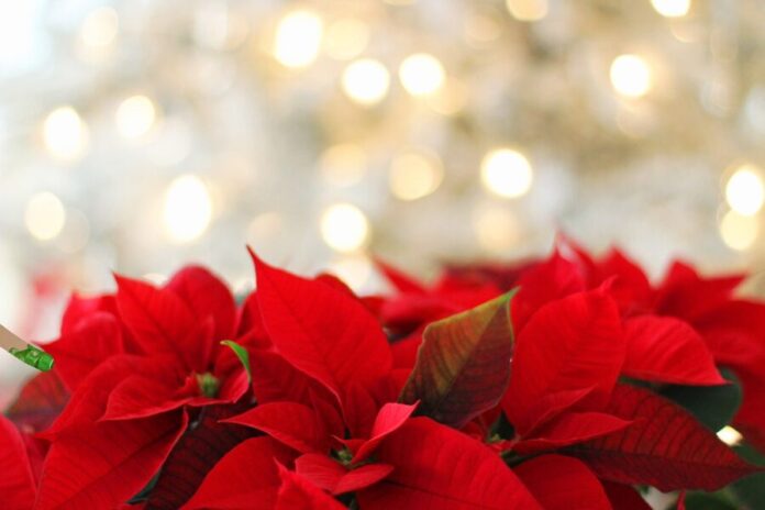 poinsettia, christmas, christmas background