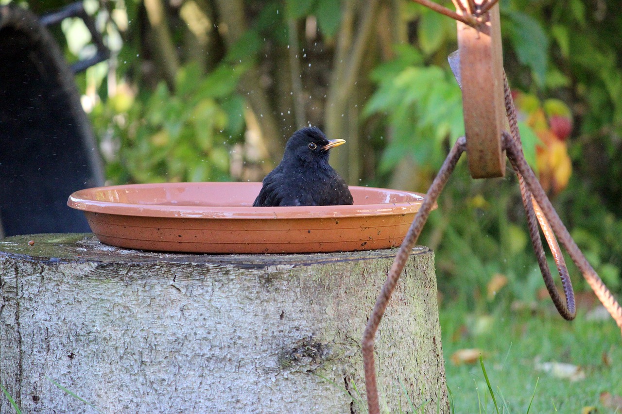 Gartentiere: Hilfe bei Hitze